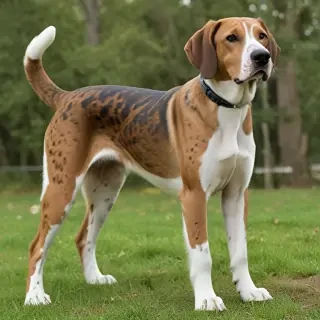 american leopard hound