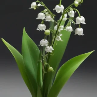 lily of the valley png