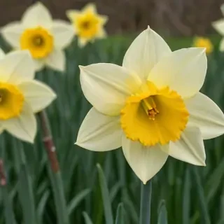 daffodil flower