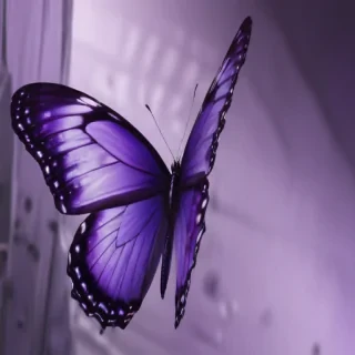 aesthetic purple butterfly
