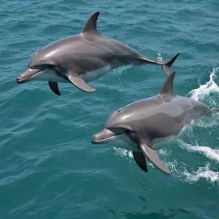 dolphins png