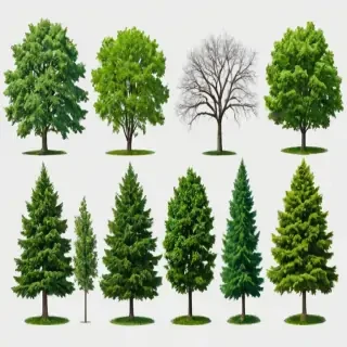trees no background