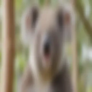 koala bear