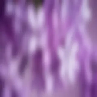 lilac iphone wallpaper