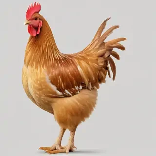 chicken transparent