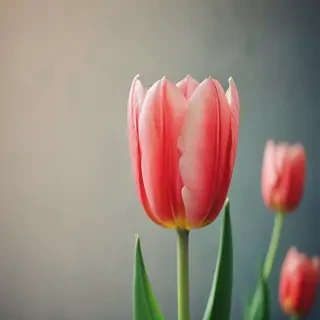 tulip iphone wallpaper