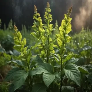 tobacco plant