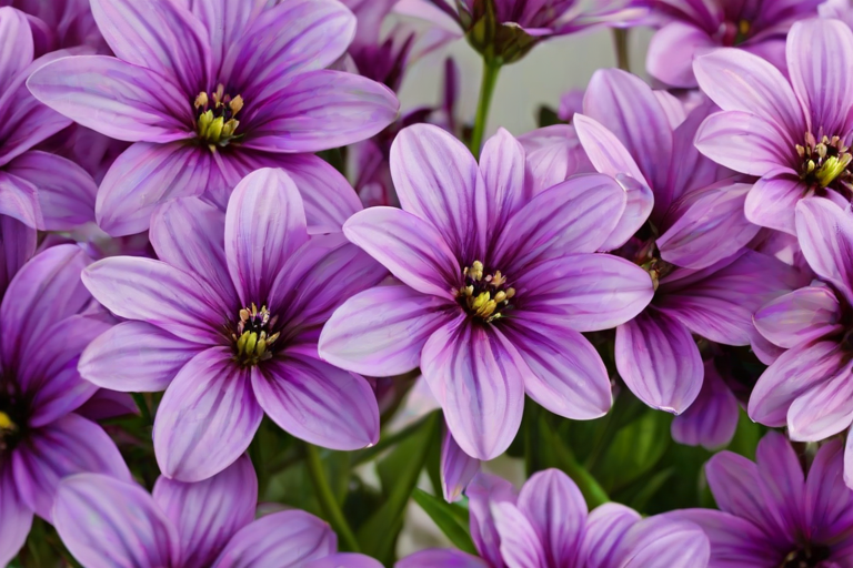 purple flowers png