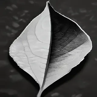 leaf white and black