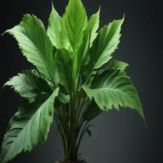 plant iphone wallpaper