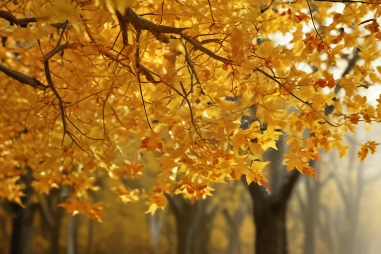 golden leaves background