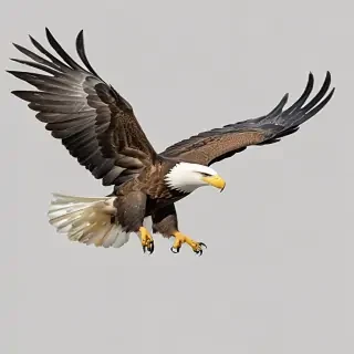 eagle fly png