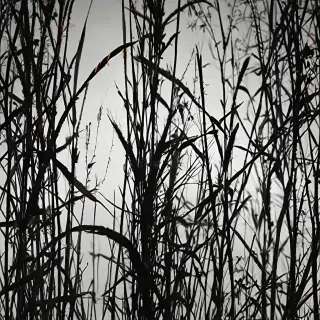 grass silhouette
