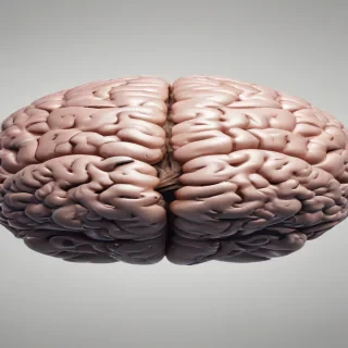 brain png