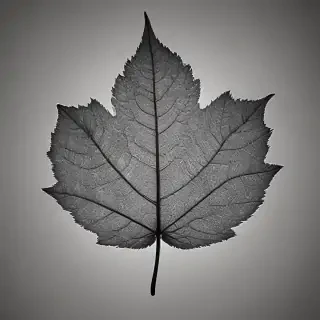 leaf in black and white