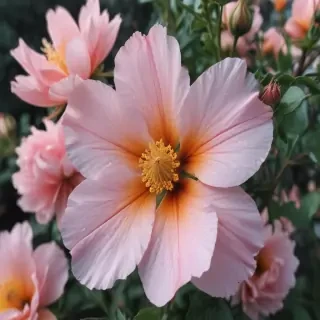 aesthetic floral iphone wallpaper