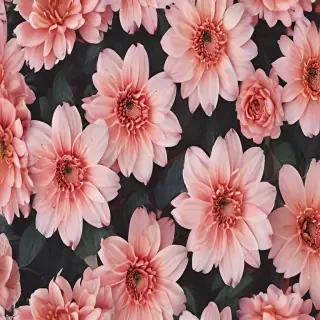 aesthetic flower backgrounds