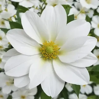 background white flower