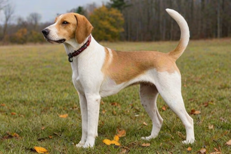 american lab foxhound