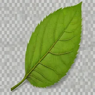 leaf png transparent