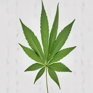 weed leaf png