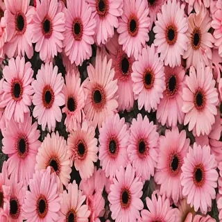 cute aesthetic wallpapers flowers