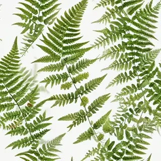 transparent fern png