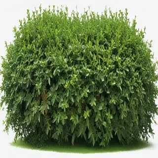 shrub png