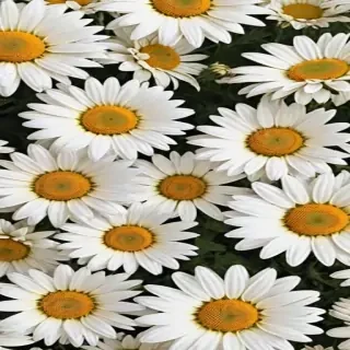 aesthetic daisy wallpaper