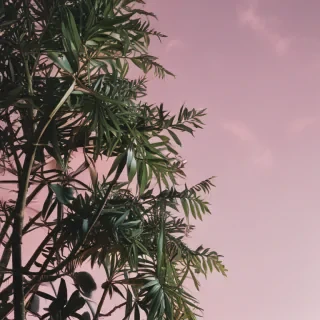 aesthetic ig story background