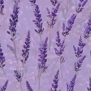 aesthetic lavender wallpaper