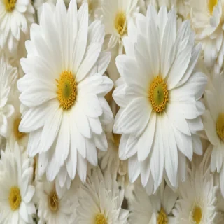 white flower wallpaper