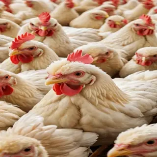 chicken background
