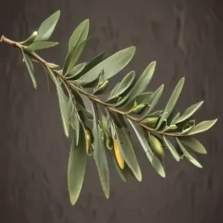 olive branch png
