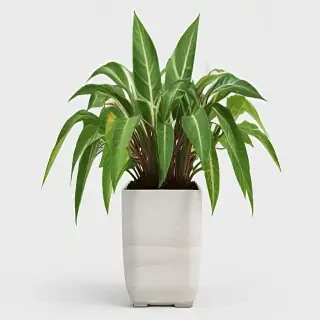 indoor plant png