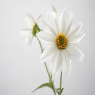 white background flower