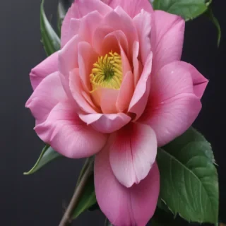 pretty wallpaper iphone
