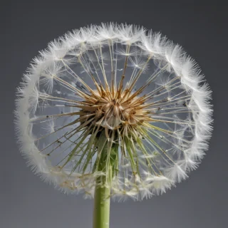 dandelion png