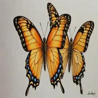 pictures of butterflies to draw