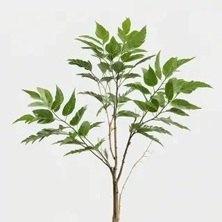 plant transparent background