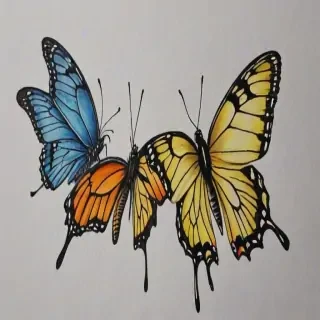 pictures of butterflies to draw