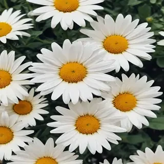 aesthetic daisy wallpaper