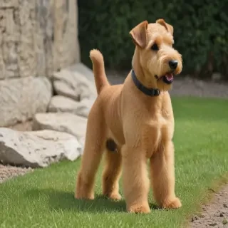 lakeland terrier