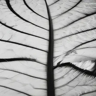 leaf white and black