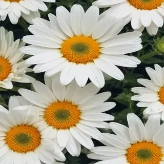 daisy wallpaper iphone