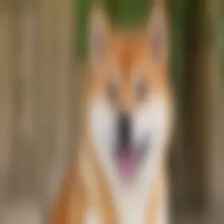 shiba dog