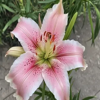 lily flower