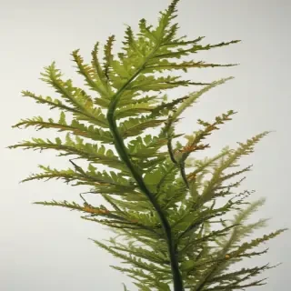 seaweed png