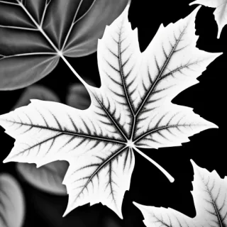 leaf black and white