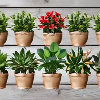 potted plants png